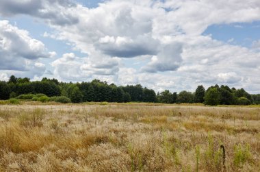 Gökyüzüne ve çayırlara karşı parlak yaz ormanı. Yeşil ağaçların ve mavi gökyüzünün güzel manzarası