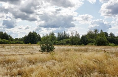 Gökyüzüne ve çayırlara karşı parlak yaz ormanı. Yeşil ağaçların ve mavi gökyüzünün güzel manzarası