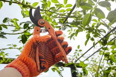 Bahçeyle uğraşan bir adam. Gül çalılığında solmuş çiçekleri kesen kesicilerle insan elleri. Bahçe işleri, bahçede budama makası olan budama bitkileri.