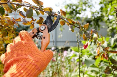 Bahçeyle uğraşan bir adam. Çalı üzerinde solmuş çiçekleri kesen kesicilerle insan elleri. Bahçe işleri, bahçede budama makası olan budama bitkileri.