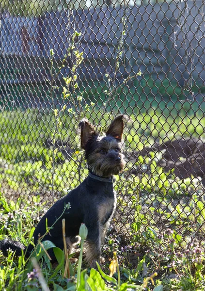 Charming Dog Yard Portrait Nice Dog — ストック写真