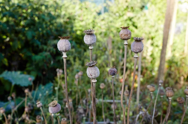 Poppy seed heads in summer with a shallow depth of field. Dry poppy capsules at nature, closeup