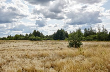 Gökyüzüne ve çayırlara karşı parlak yaz ormanı. Yeşil ağaçların ve mavi gökyüzünün güzel manzarası