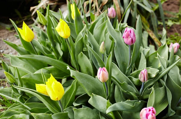 Beautiful Tulip Flowers Blooming Garden Beauty Tulip Plant Spring Garden — Stock Photo, Image