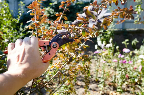 Man Gardening Backyard Mans Hands Secateurs Cutting Wilted Flowers Bush — стоковое фото