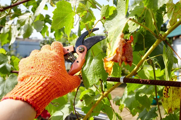 Uomo Che Giardinaggio Giardino Mani Lavoratore Con Forbici Che Tagliano — Foto Stock