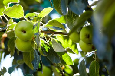 Bahçedeki bir ağaçtaki olgun elmalar. Elma bahçesindeki ağaç dalından sarkan organik elmalar