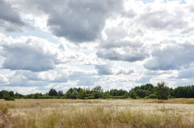 Gökyüzüne ve çayırlara karşı parlak yaz ormanı. Yeşil ağaçların ve mavi gökyüzünün güzel manzarası