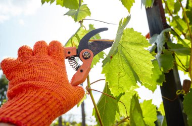 Bahçeyle uğraşan bir adam. Solmuş yaprakları kesen secateurs işçilerinin elleri. Bahçe işleri, bahçede budama makası olan budama bitkileri.