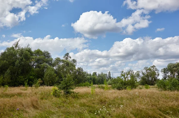 Beautiful Summer Rural Landscape Meadow Trees Grass Clouds Sky — Zdjęcie stockowe
