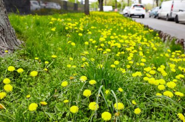 Baharda şehir parkında sarı karahindibalı yeşil çayır. Yerdeki sarı bahar çiçeklerine yakın çekim. Bulanık resim, seçici odak