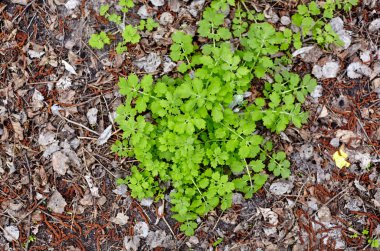 Ormandaki güzel Chelidonium fabrikasına yakın çekim, üst manzara. Soyadı Papaveraceae, Bilimsel adı Chelidonium. Seçici odak, bulanık arkaplan