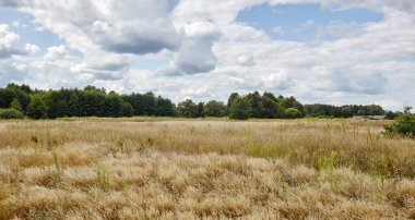 Ufuktaki yaz ormanının mavi gökyüzüne karşı panoramik fotoğrafı. Yeşil ağaçların ve mavi gökyüzünün güzel manzarası