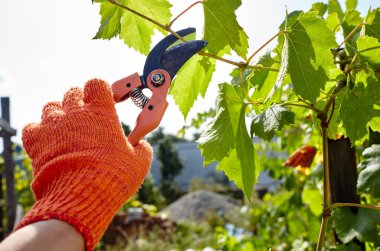 Bahçeyle uğraşan bir adam. Solmuş yaprakları kesen secateurs işçilerinin elleri. Bahçe işleri, bahçede budama makası olan budama bitkileri.