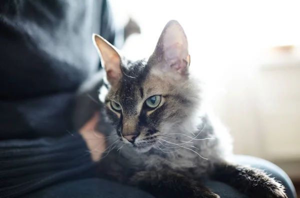 Gato Doméstico Con Ojos Verdes Sienta Las Manos Del Propietario —  Fotos de Stock