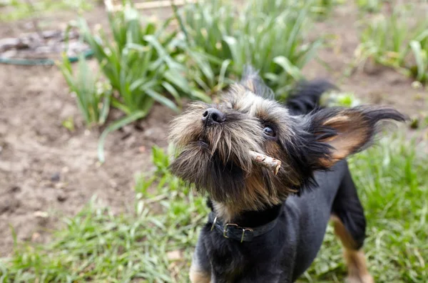 Charming Dog Yard Portrait Nice Dog — Foto Stock