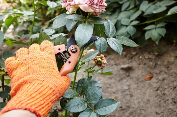 Zahradničení Dvorku Mužské Ruce Nůžkami Odřezávají Zvadlé Květiny Růžovém Keři — Stock fotografie