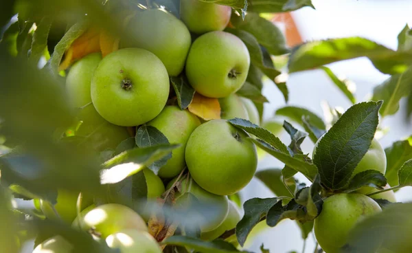 Mogna Äpplen Ett Träd Trädgården Ekologiska Äpplen Hängande Från Trädgren Royaltyfria Stockfoton
