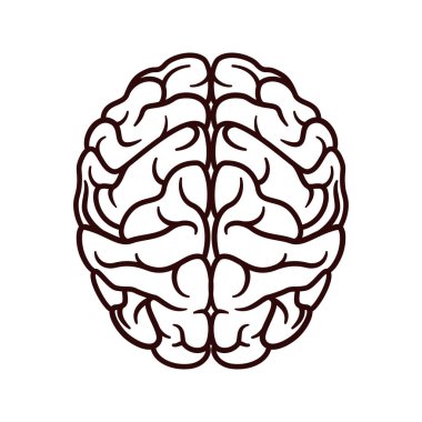 İnsan beyin simgesi vektörü izole edildi