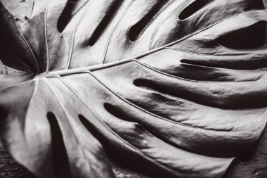 Siyah arka planda yeşil tropikal yaprak. Canavar bitkisi. Çevre dostu fotoğraf.