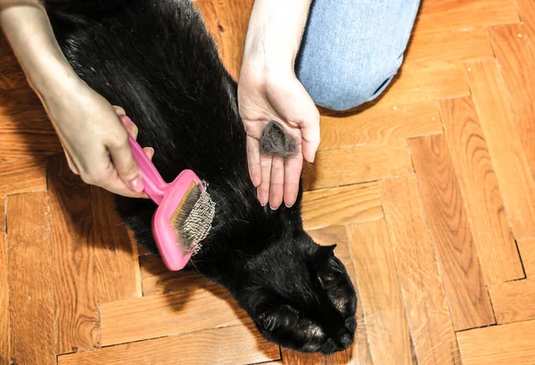 Woman is brushing black cat. Pet grooming. Fur shedding. Happy animal.