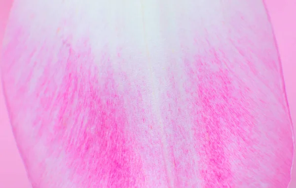 Blütenblatt Einer Rosa Tulpenblüte Auf Dem Rosa Hintergrund Minimalismus Schöne — Stockfoto
