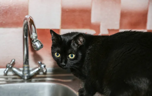 Beautiful Black Cat Drinking Tap Water Home Pet Sink Kitchen — Zdjęcie stockowe