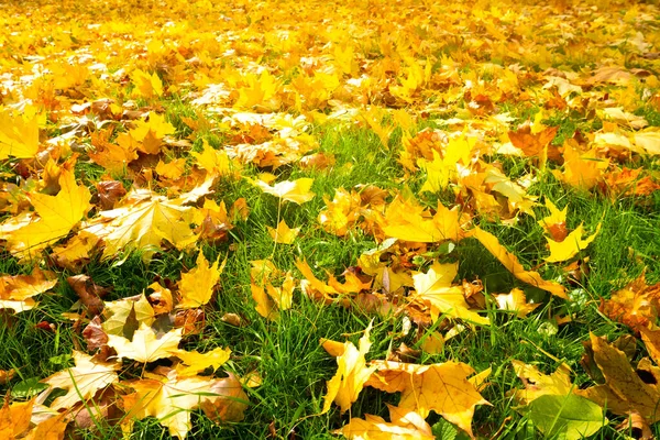 Autumn Sunny Landscape Beautiful Autumn Yellow Leaves Green Grass Change — Stockfoto