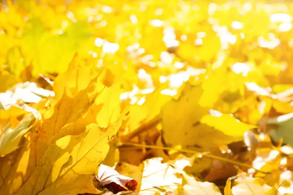 Осінній Сонячний Пейзаж Прекрасне Осіннє Жовте Листя Парку — стокове фото