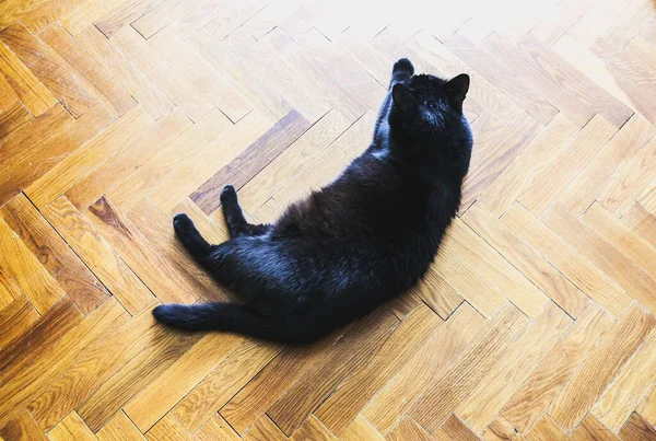 Прекрасная Черная Кошка Комнате Домашнее Животное — стоковое фото
