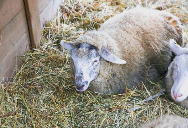 Sheep in the stall. Fluffy domestic animal in the hay.