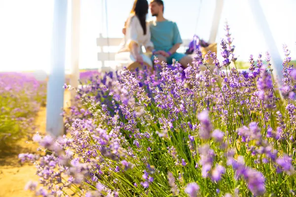 Beautiful Purple Lavender Flowers Summer Field Blurred Couple Hugging White — Stock fotografie