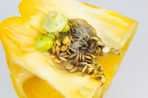 白い背景に腐ったとモルディの黄色のコショウ 保存の悪い条件 閉じます こぼれた食べ物 真菌病 — ストック写真