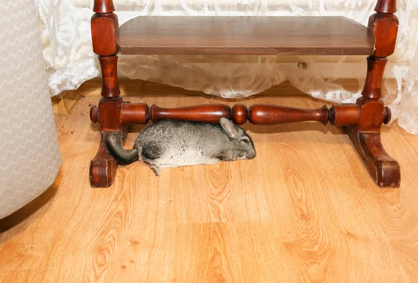 Grey Chinchilla Lying Floor — Fotografia de Stock