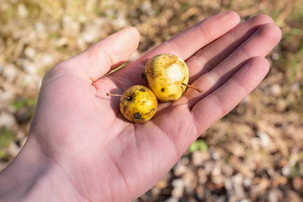 Маленькі Гнилі Жовті Яблука Руках Погані Умови Збереження Закріплений Урожай — стокове фото
