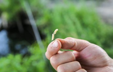 Adam oltaya kurtçuk takıyor. Açık havada balık tutmak. Doğadaki hobi.