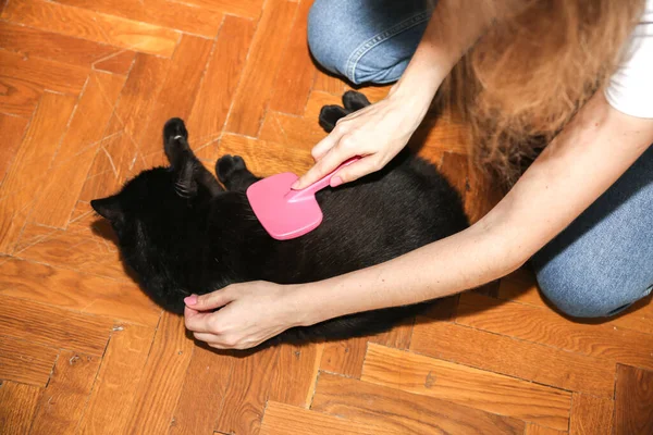 Woman is brushing black cat. Pet grooming. Fur shedding. Happy animal.