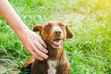 Woman is stroking dachshund dog on the grass. Happy pet in the nature. Summer mood.