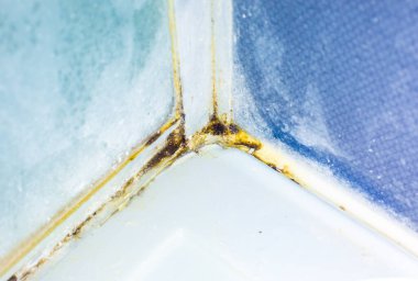 Banyodaki duş fayanslarında büyüyen siyah küf mantarı. Dampness problem konsepti.