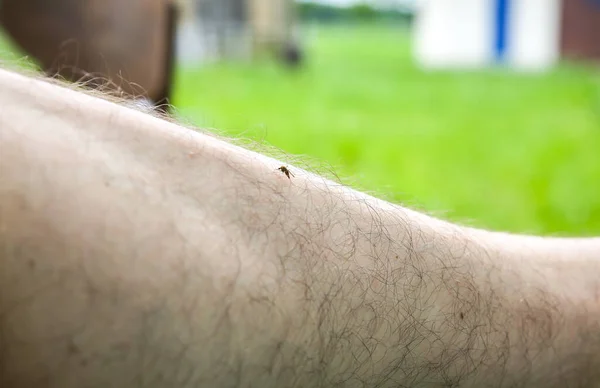 Mosquito Sentado Perna Insetos Mordem Verão Natureza Perigosa Comichão — Fotografia de Stock