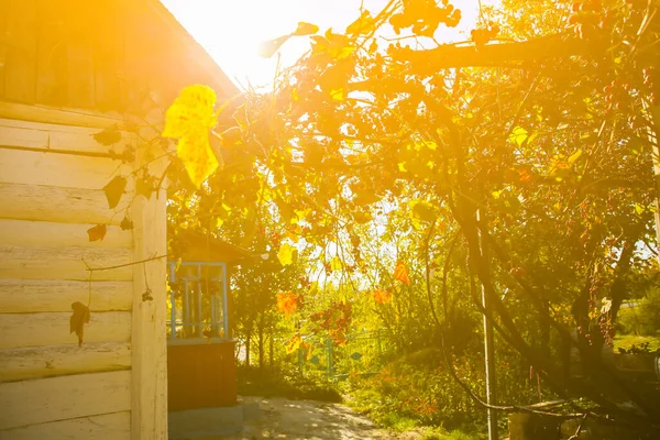 Lila Reife Trauben Der Nähe Des Hauses Weinherstellung Herbsttag Auf — Stockfoto