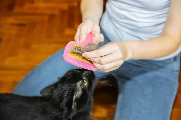 Woman is brushing black cat. Pet grooming. Fur shedding. Happy animal.