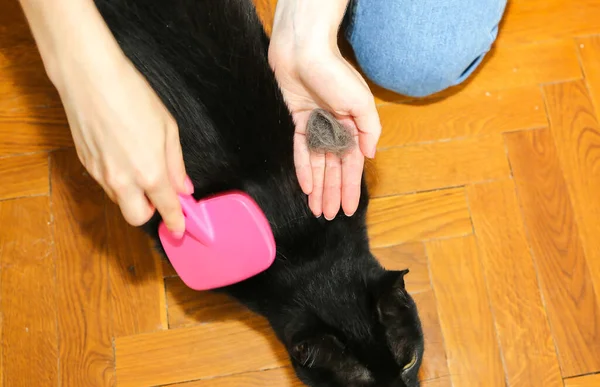 Woman is brushing black cat. Pet grooming. Fur shedding. Happy animal.