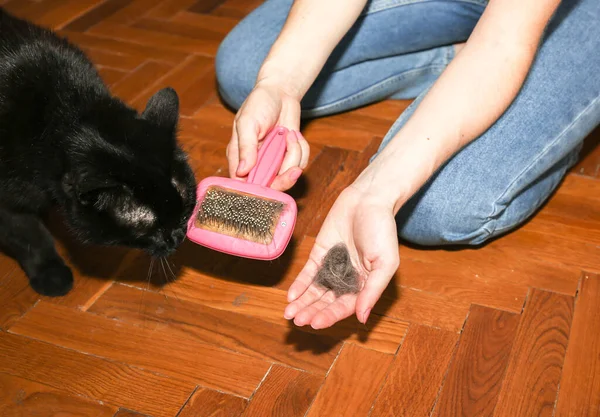 Woman is brushing black cat. Pet grooming. Fur shedding. Happy animal.