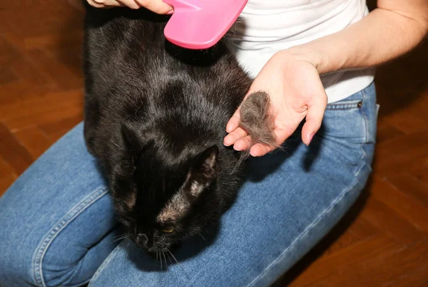 Woman is brushing black cat. Pet grooming. Fur shedding. Happy animal.