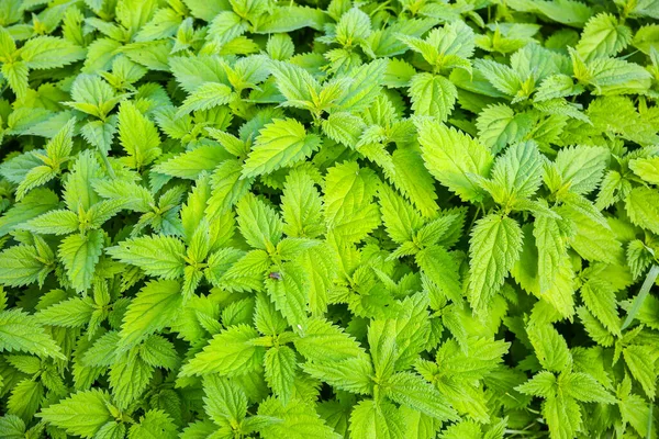 Ortiga Naturaleza Verde Urtica Hojas Fondo — Foto de Stock