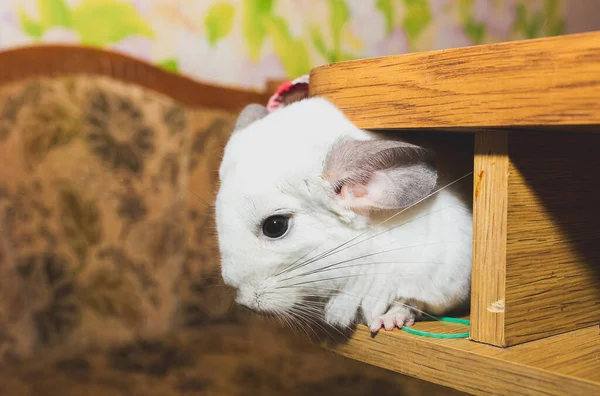 White Chinchilla Sitting Table Cute Home Pet — Photo