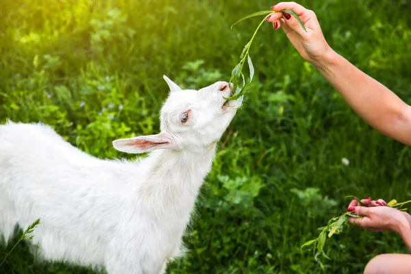 Une Chèvre Qui Mange Saule Femme Nourrit Les Animaux Domestiques — Photo