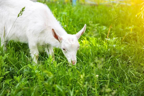 White Baby Goat Grass Domestic Animals Nature — Photo