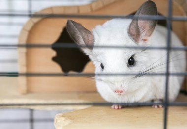 Kafesinde oturan beyaz çinçilya. Şirin tüylü ev hayvanı..